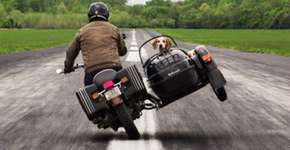 Conheça Maddie, a cadelinha que está fazendo uma road trip de dar inveja