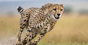 Foto: (Imagem sem texto alternativo disponivel ID [2668991])