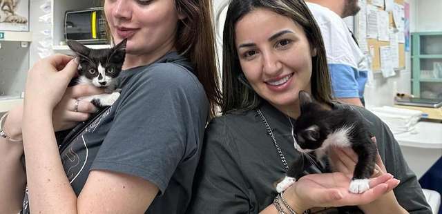 8°Arraial Adote um Gatinho