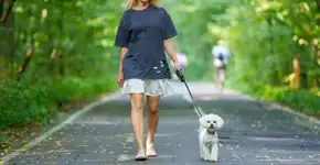 10 plantas tóxicas para animais comuns em jardins e calçadas