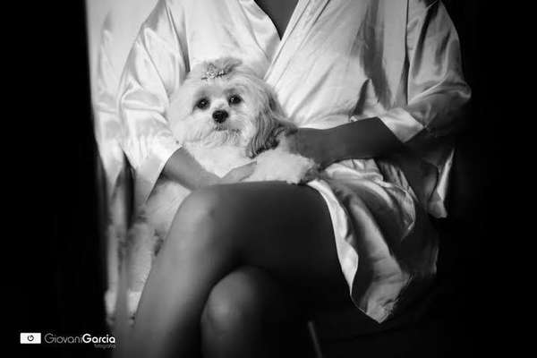 Cachorros de diferentes raças e tamanhos e compõe as fotos do book do casamento ou na própria cerimônia (imagem: Giovani Garcia) 