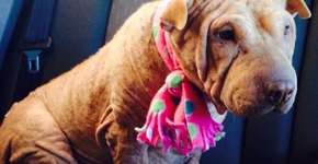 Veterinária lista 10 coisas para fazer com sua cadela que sofre de câncer terminal