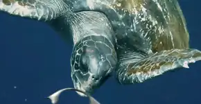 Cervejaria cria embalagens comestíveis para animais marinhos não morrerem ao ingeri-las