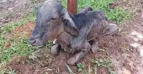 300 bezerros em situação de maus-tratos são resgatados em SP