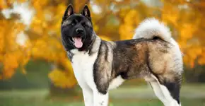 Foto: (Imagem sem texto alternativo disponivel ID [2735421])