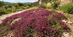 A planta cujo aroma forte afasta os mosquitos