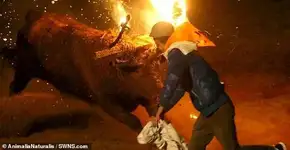Touros têm seus chifres incendiados durante festival na Espanha