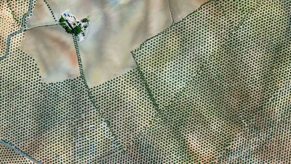 Plantação da oliveira – Córdoba, Espanha