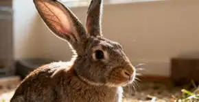 O que as orelhas de coelhos e porquinhos da índia revelam de verdade