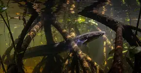 Foto: (Imagem sem texto alternativo disponivel ID [2705098])