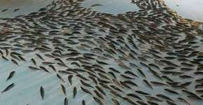 Pista de patinação no Japão com 5 mil peixes congelados é fechada