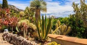 A planta purificadora que cresce sozinha e deixa qualquer ambiente mais fresco e bonito