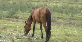 Éguas prenhas são torturadas para extração de hormônios