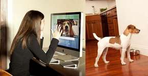 Aparelho permite se comunicar à distância com animais de estimação