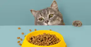 Gato sem fome: 6 dicas para melhorar o apetite do animal 