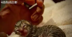 Foto: (Imagem sem texto alternativo disponivel ID [1181272])