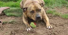 Cadela adotada atuará com Anthony Hopkins em Transformers 5