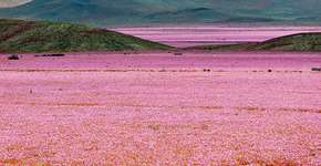 Chuvas deixam deserto do Atacama, no Chile, colorido