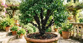 Na França, para a jabuticaba durar anos: o macete não é o sol o dia todo, mas nunca deixar a terra secar totalmente