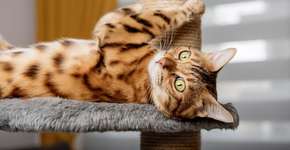 7 dicas para gastar a energia do gato em casa 