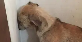 Após anos de abuso, cadela traumatizada se recusa a sair do lugar; veja vídeo