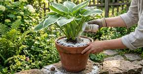 Uma maneira infalível de lidar com caracóis e carrapatos no jardim. Um método seguro e natural que está fazendo sucesso