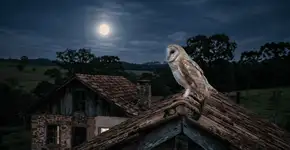 Foto: (Imagem sem texto alternativo disponivel ID [2767710])