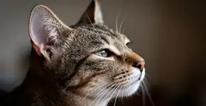 A lenda antiga diz que gatos veem espíritos, mas será?