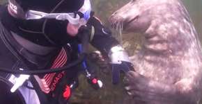 Mergulhador é pego de surpresa com foca pedindo carinho