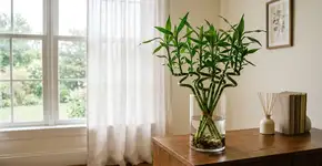 Nessa parte da casa, você deve plantar o bambu da sorte de forma que ele cresça forte e cheio de hastes novas