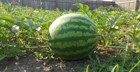 Foto: (Imagem sem texto alternativo disponivel ID [2719765])