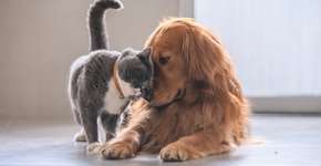 Black Friday dos pais de pets: promoções para gatíneos e catioros