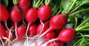 Foto: (Imagem sem texto alternativo disponivel ID [312193])