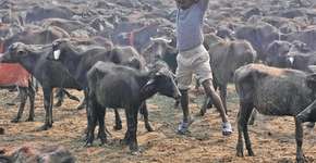 Foto: (Imagem sem texto alternativo disponivel ID [761583])