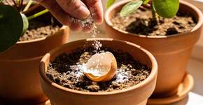 Foto: (Imagem sem texto alternativo disponivel ID [2695977])