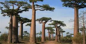 Plantas estão entrando em extinção 350 vezes mais rápido