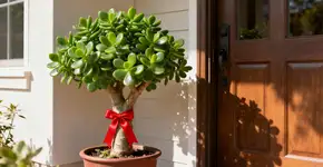 Não é para decorar, para que serve amarrar uma fita vermelha na árvore-de-jade