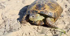 Esse pedacinho de costa brasileira é pura magia para tartarugas marinhas
