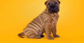 Foto: (Imagem sem texto alternativo disponivel ID [2604304])