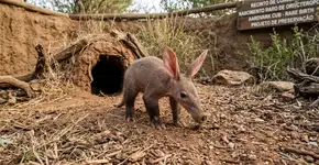 Parece ficção científica, mas um tamanduá-dama-mãe com ‘garras de dinossauro, cauda de canguru e orelhas de coelho’ acabou de nascer na Espanha