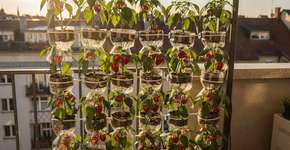 Foto: (Imagem sem texto alternativo disponivel ID [2690640])