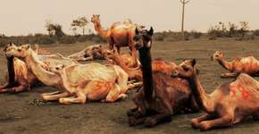 Mais de 100 camelos que seriam mortos em festival são resgatados