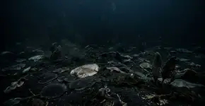 O primeiro grande evento de extinção da Terra foi pior do que pensávamos e pode ter exterminado quase 80% das espécies há 550 milhões de anos