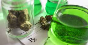 Site vai unir pacientes a médicos e mercado de maconha medicinal