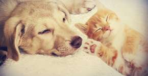 3 soluções caseiras para eliminar o cheiro dos bichos de estimação de casa