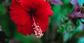 6 benefícios do hibisco para melhorar a autoestima