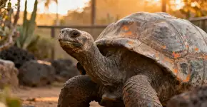 Gramma, a tartaruga-gigante-de-galápagos do zoológico de San Diego, morreu aos 141 anos
