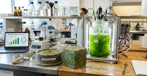 Adeus ao cimento tradicional: as algas marinhas podem mudar para sempre o material mais utilizado no planeta