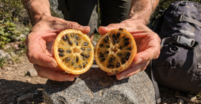 Foto: (Imagem sem texto alternativo disponivel ID [2733153])