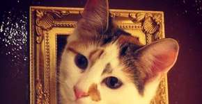 Em Londres, cafeteria permite que cliente brinque com gatos